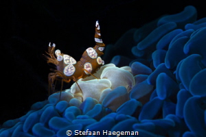 sexy shrimp by Stefaan Haegeman 